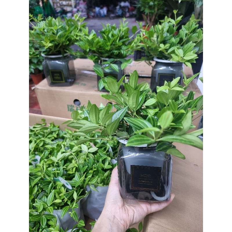 cây bình an thủy sinh để bàn văn phòng