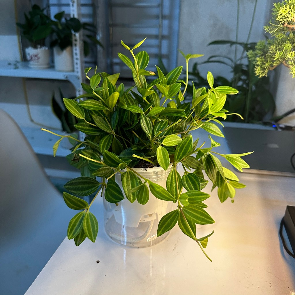 cây bình an thủy sinh trồng nước