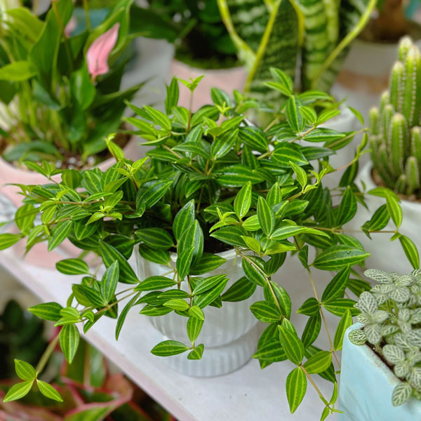 cây bình an trồng chậu để bàn