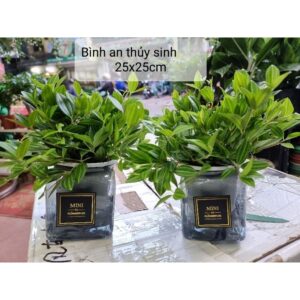 Cây Bình An Thủy Sinh để bàn văn phòng