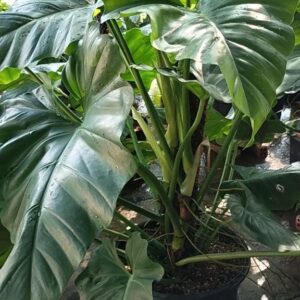 Cây Subin leo trụ tại vườn tphcm