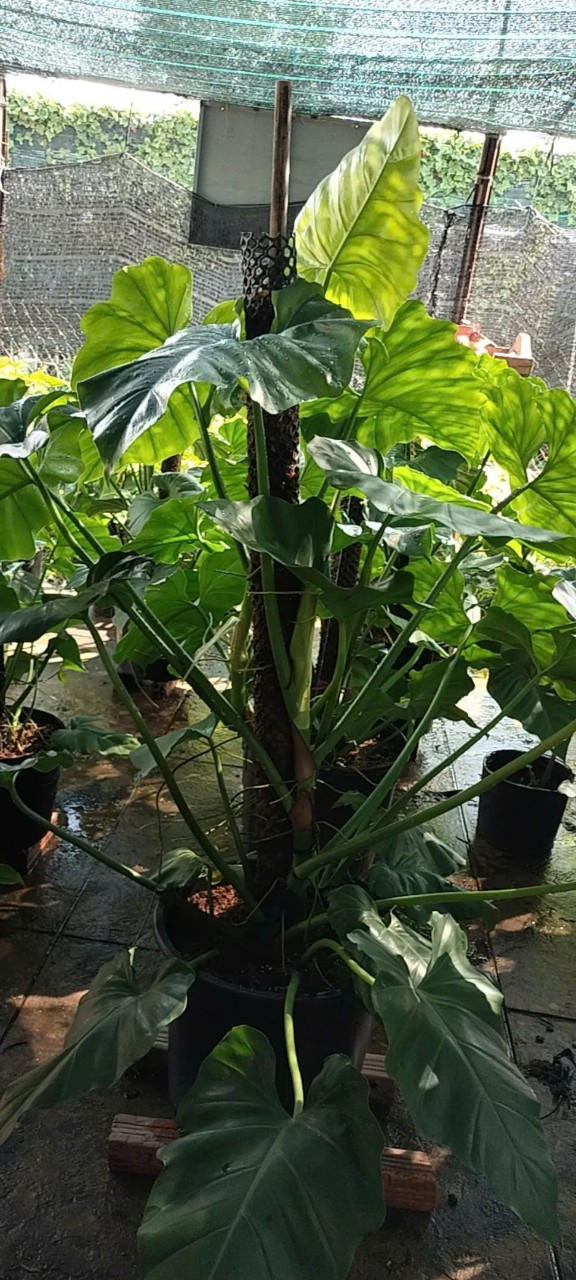 cây subin leo trụ tại gò vấp tphcm