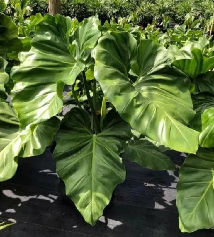 cây subin giá sỉ tại vườn