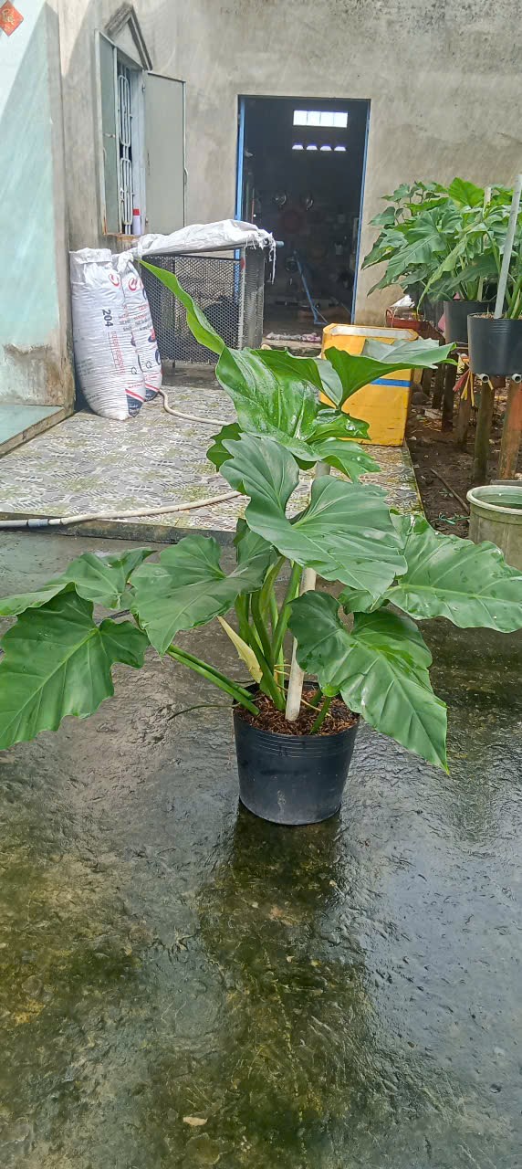 cây subin trang trí văn phòng