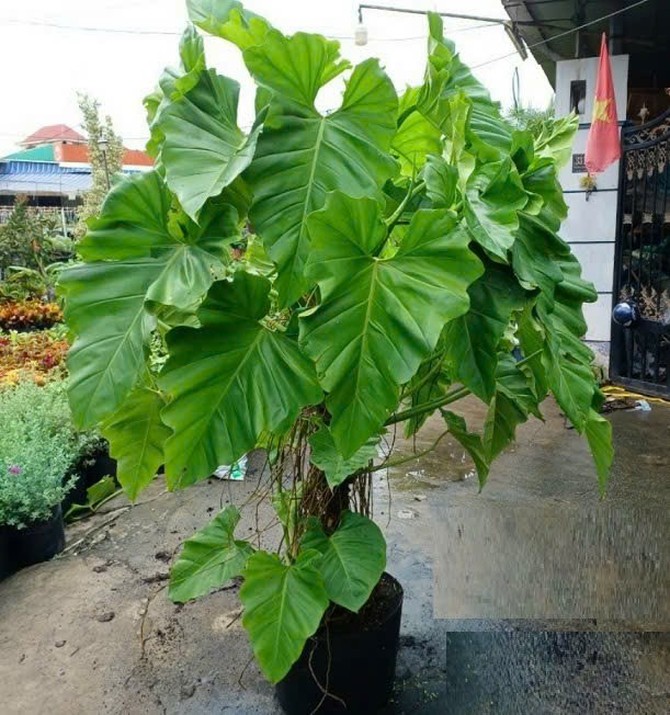 cây subin leo trụ nhiều lá sum xuê