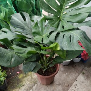 Cây Monstera 3 thân tại tphcm