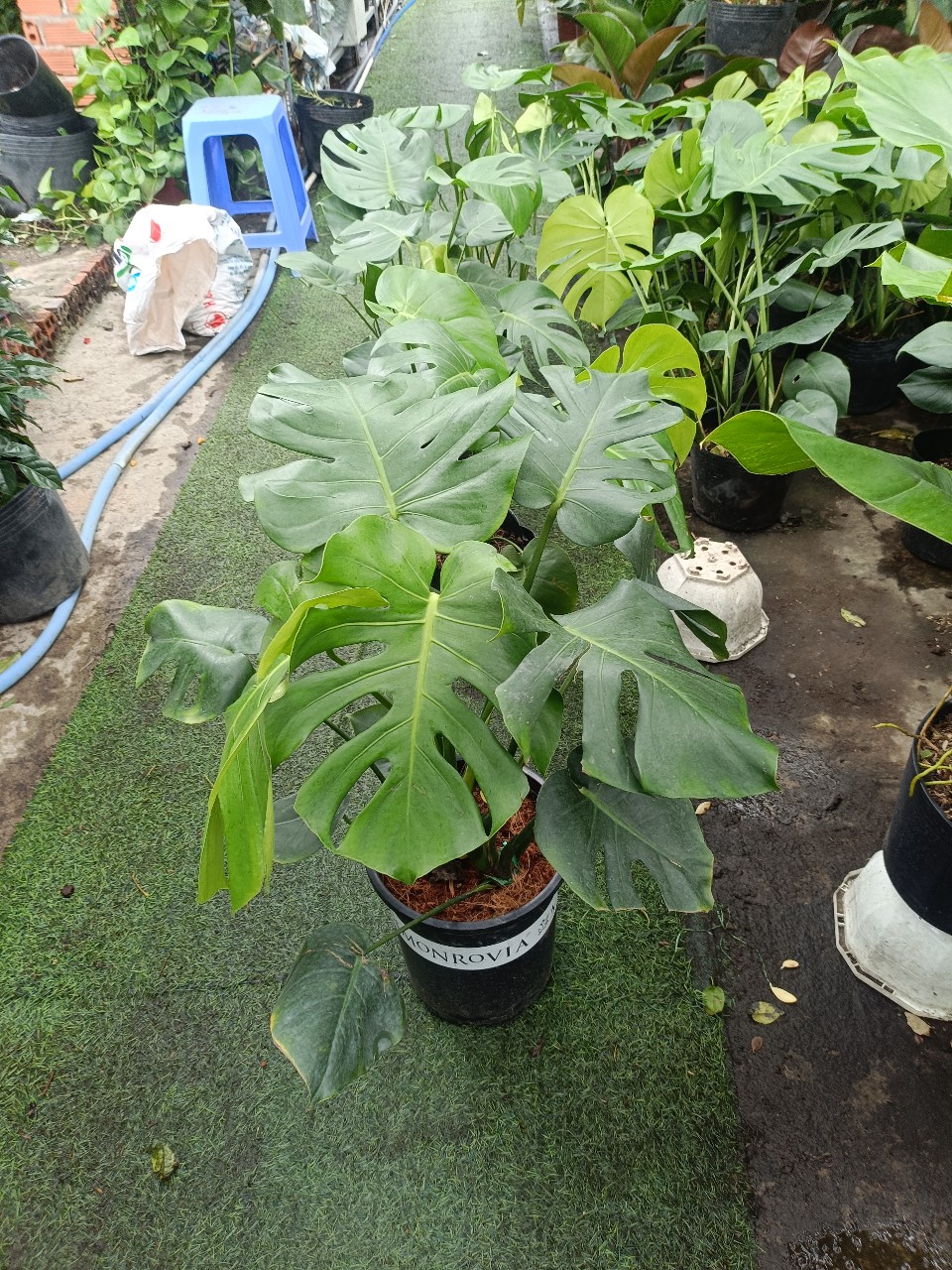 cây monstera 3 thân trang trí văn phòng