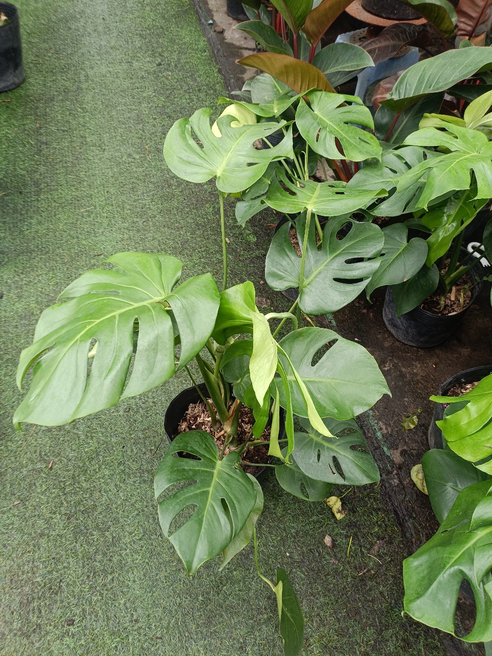 cây monstera 3 thân giá sỉ