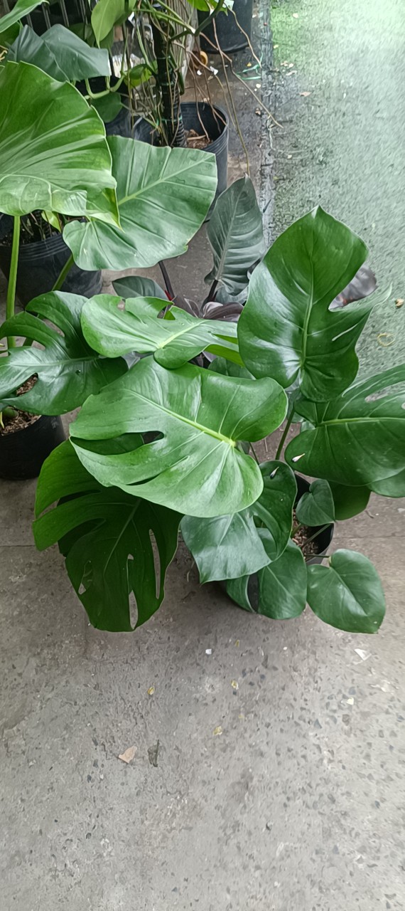 cây monstera 3 thân thực tế tại gò vấp