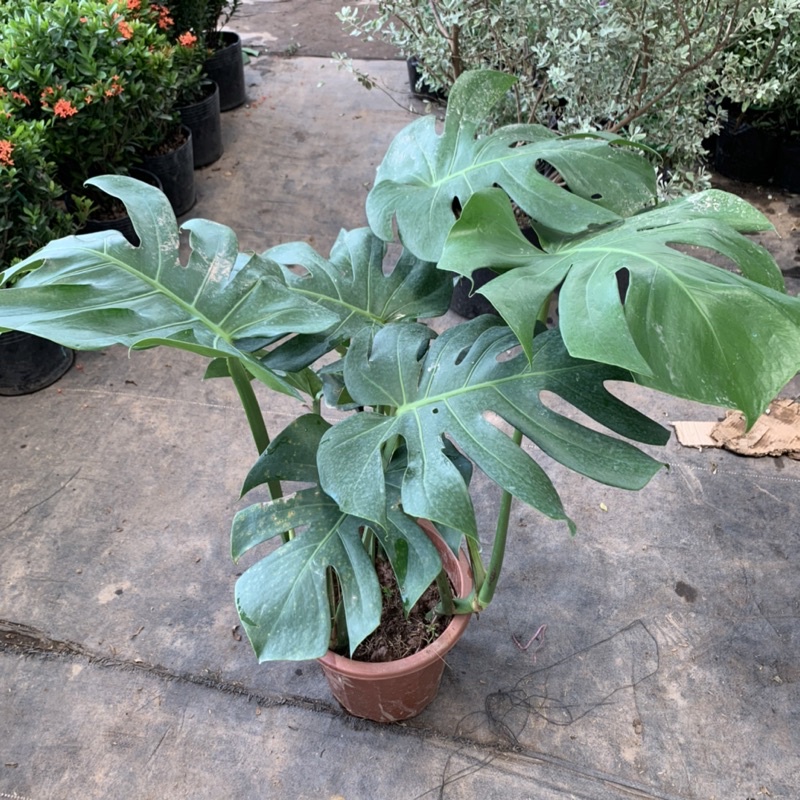 cây monstera 3 thân giá tốt tại tphcm