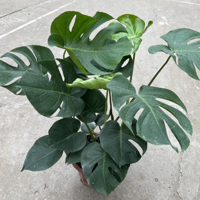 cây monstera 3 thân giá sỉ tại tphcm
