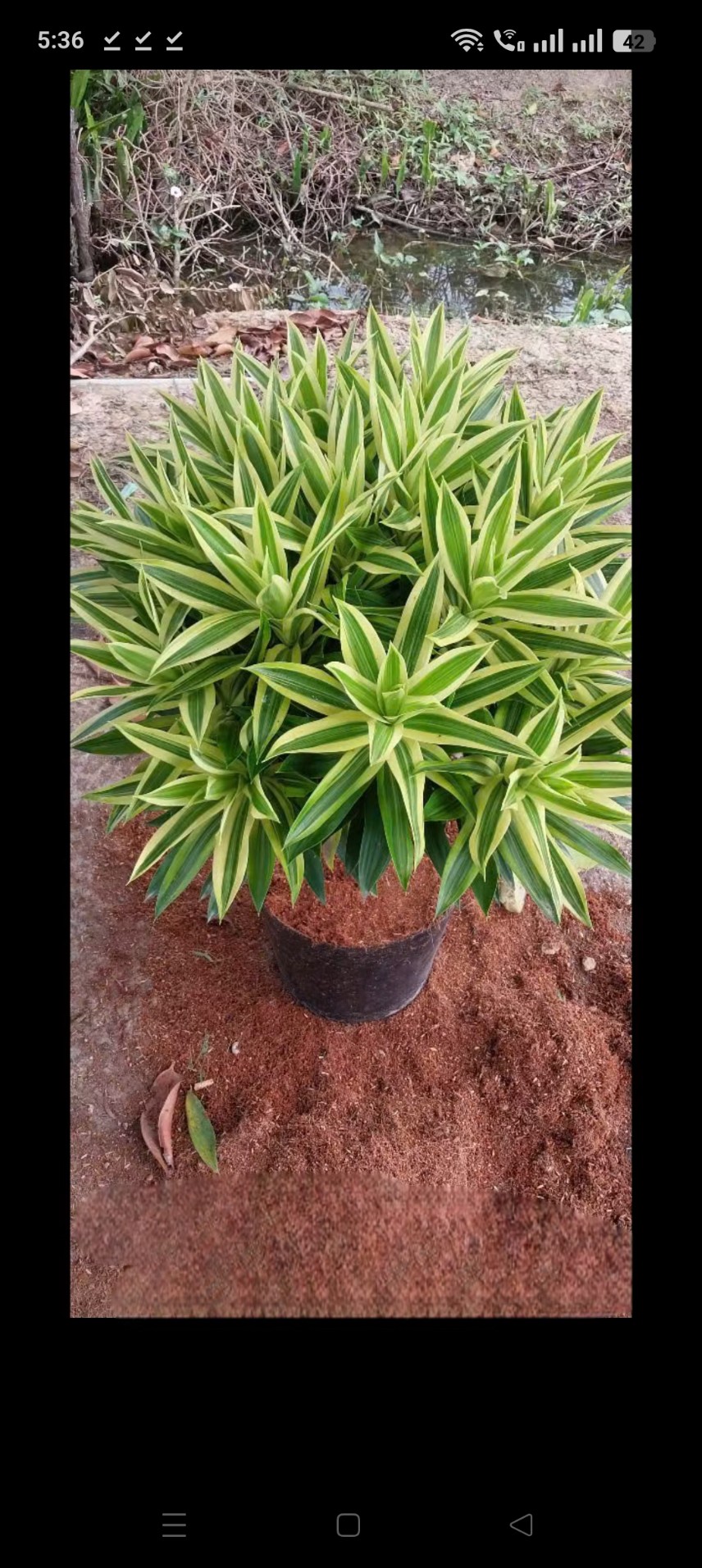 Cây trúc bách hợp hoàng kim tại vườn tphcm