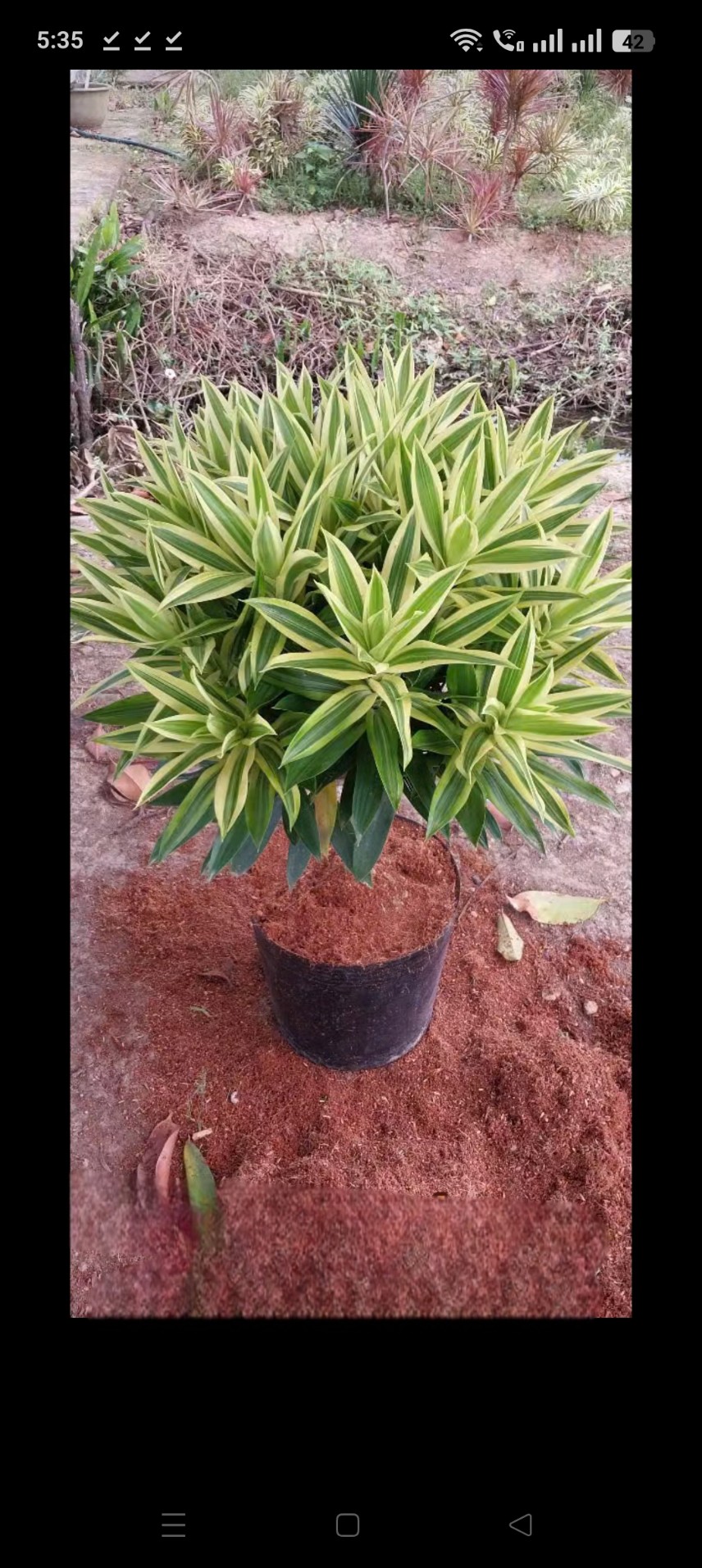 cây trúc bách hợp hoàng kim var siêu đẹp