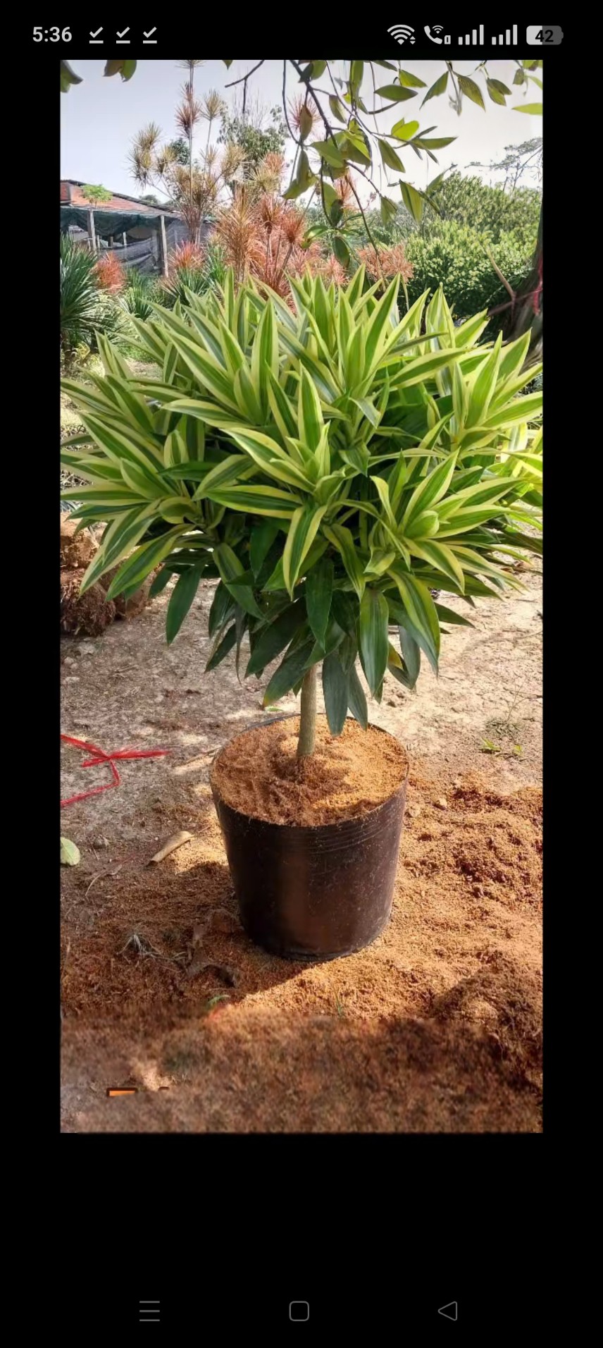 cây trúc bách hợp hoàng kim trang trí văn phòng