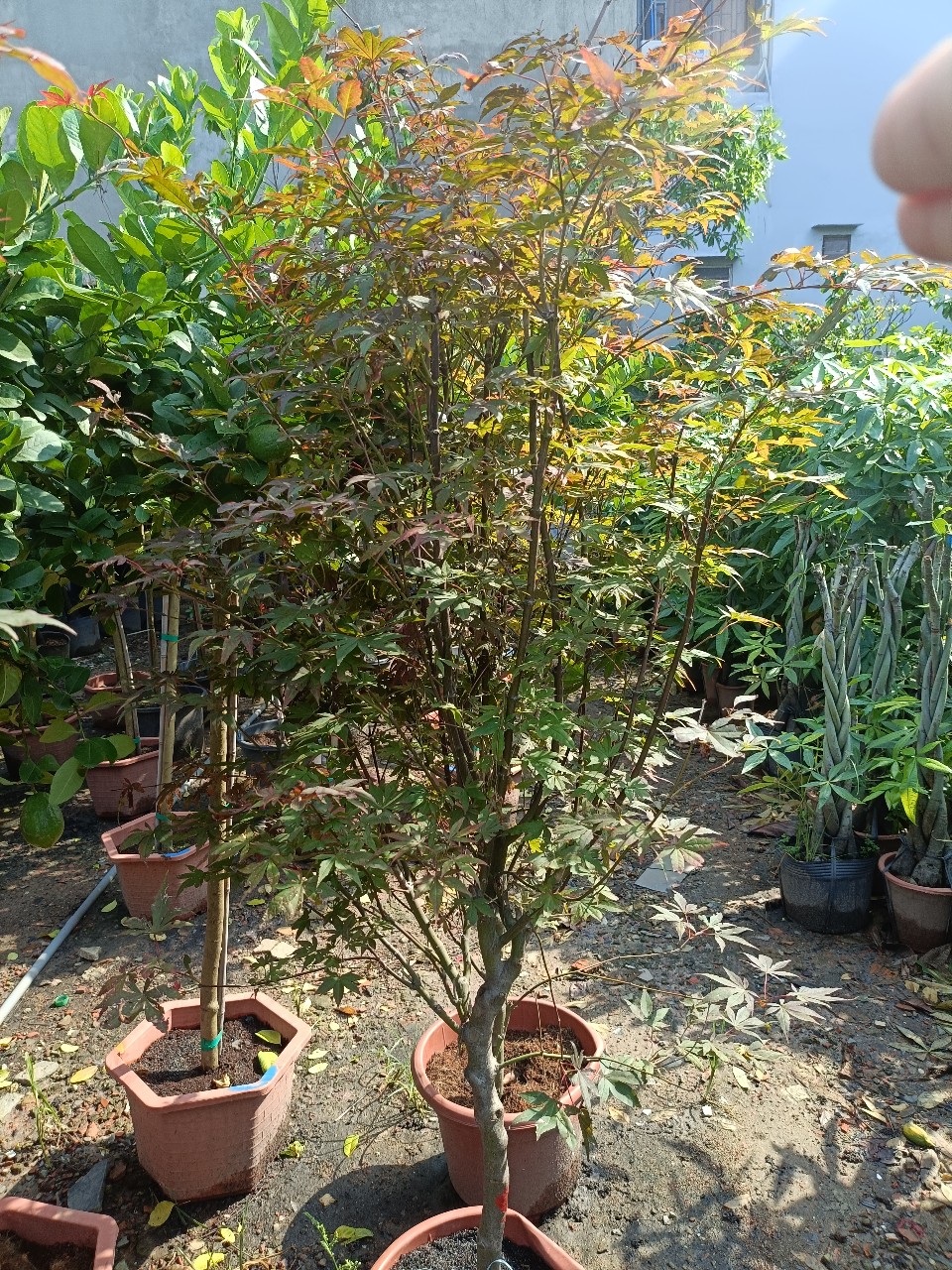 cây phong lá đỏ nhật bản cao gần 2m