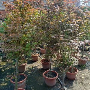 Cây Phong Lá Đỏ cao 2m tại tphcm