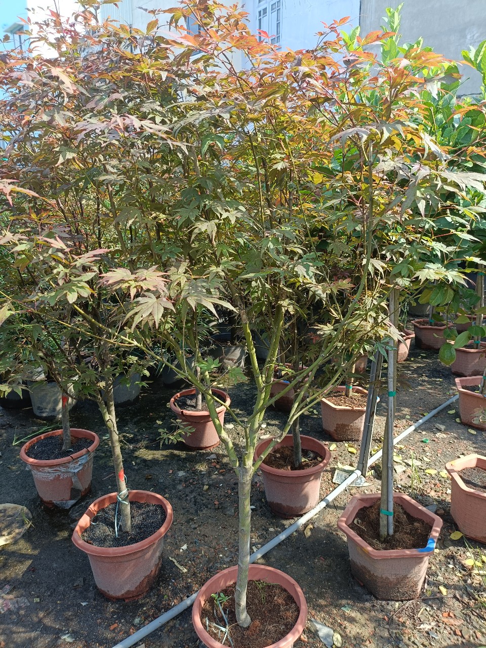 Cây Phong Lá Đỏ thực tế tại vườn