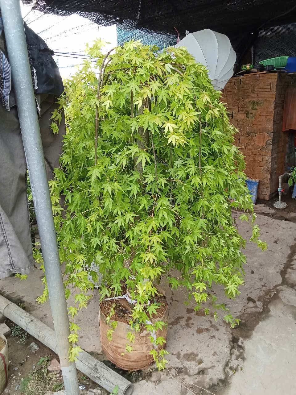 cây phong lá vàng Canada tại tphcm