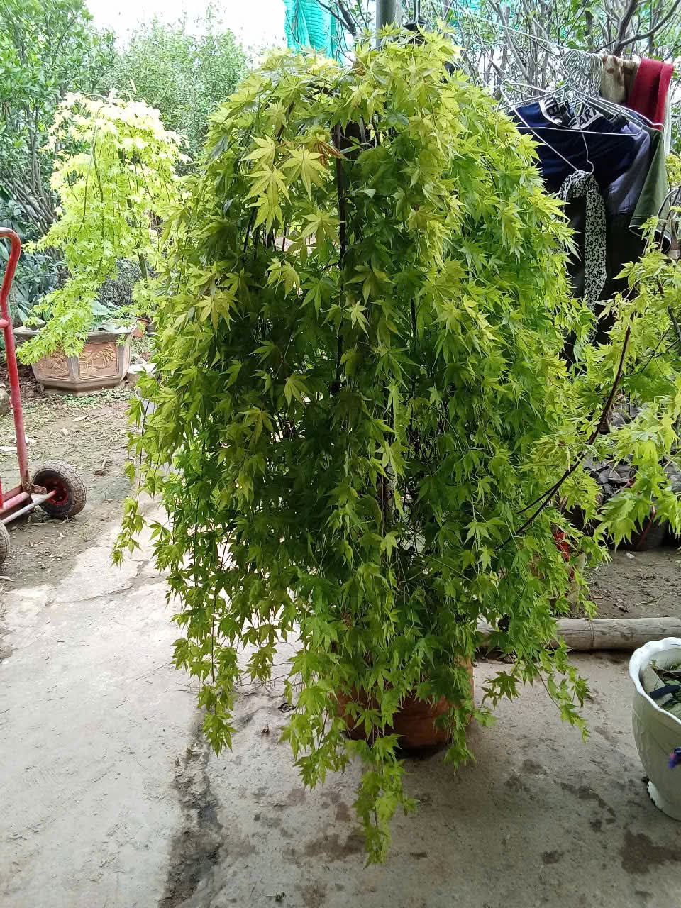 cây phong lá vàng cao 1m7 tại tphcm