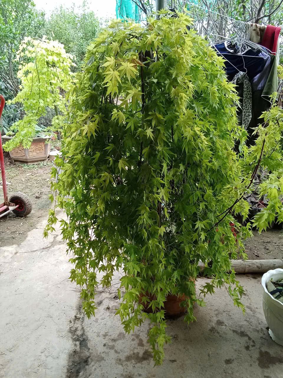 cây phong lá vàng gốc lớn