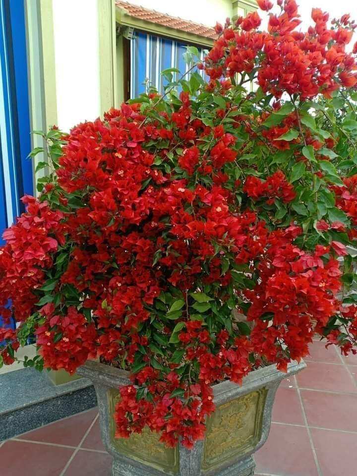 cây hoa giấy màu đỏ tươi rất đẹp