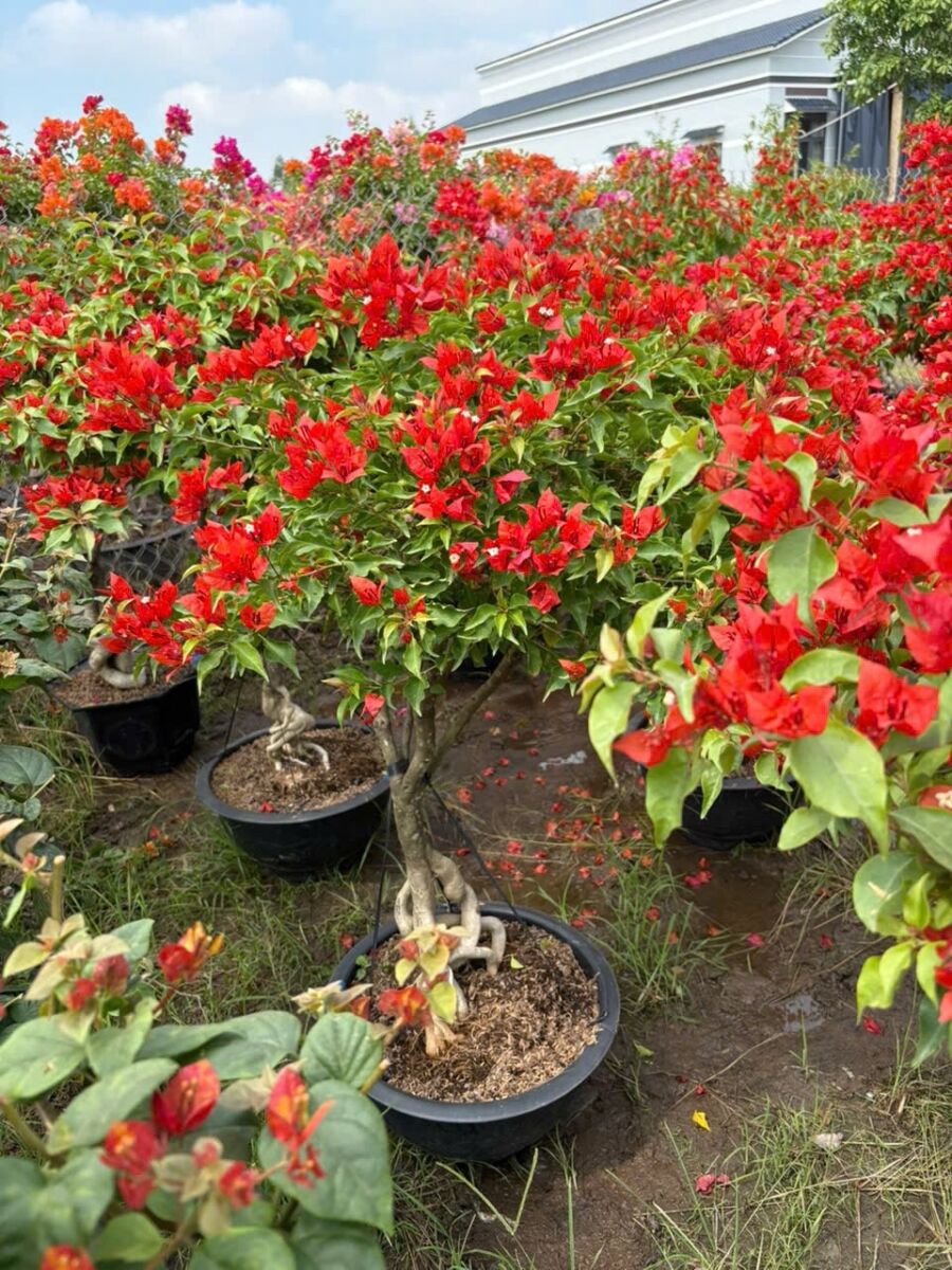 cây hoa giấy đỏ lửa tại vườn