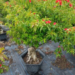 Cây Hoa Giấy Đỏ Lửa gốc bonsai đẹp