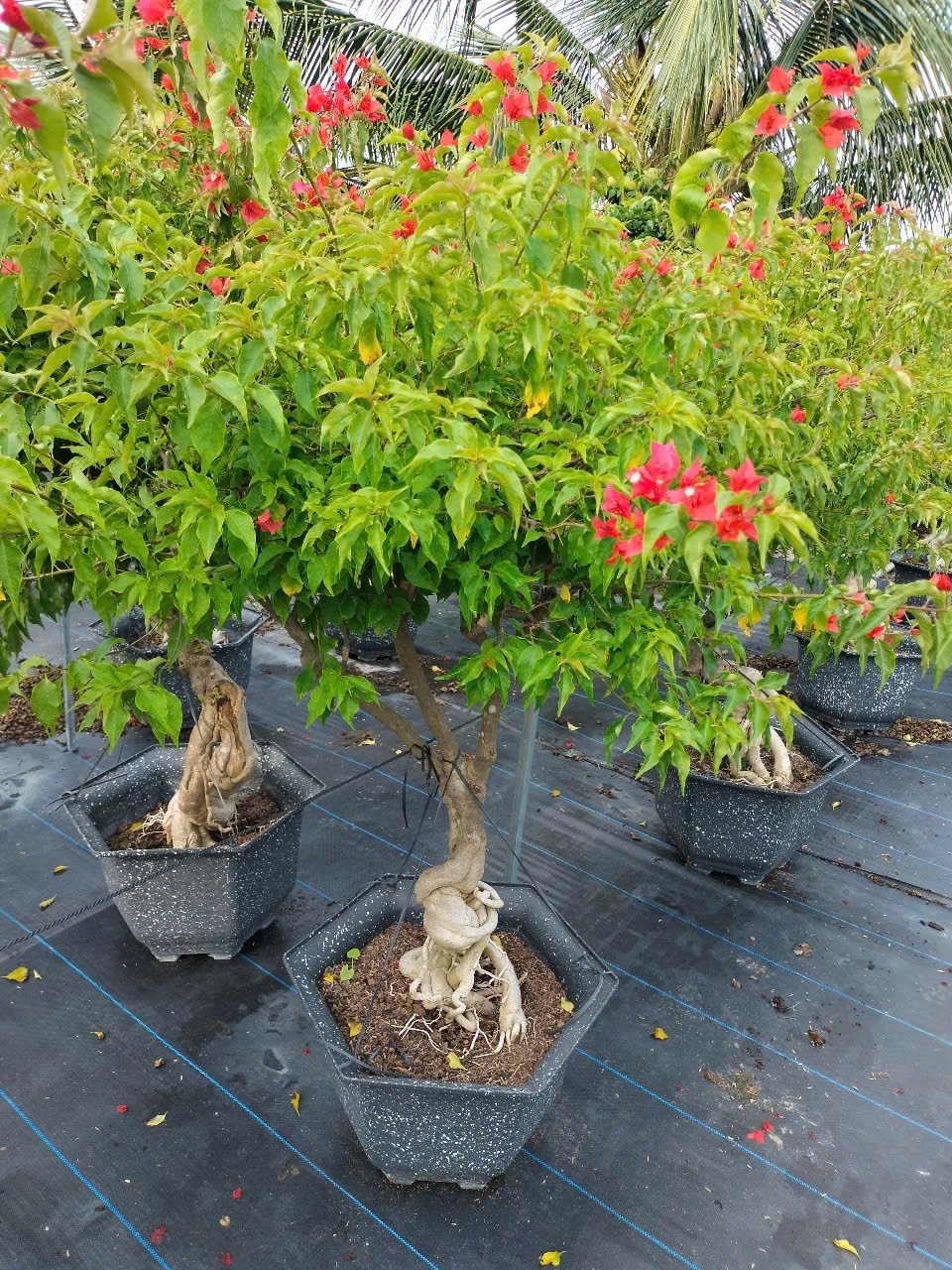 cây hoa giấy đỏ lửa cao 1m6 tại gò vấp