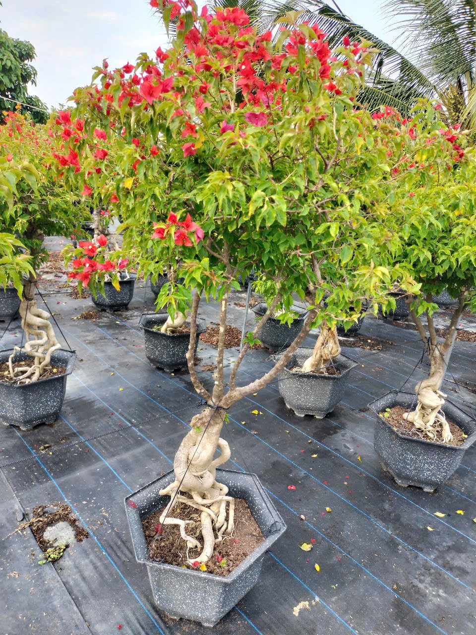 cây hoa giấy đỏ lửa cao 1m7 tại tphcm