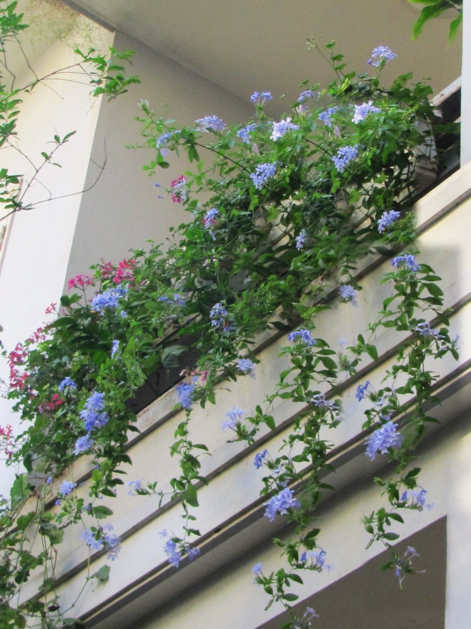 cây thanh xà hoa tím trồng ban công sân thượng