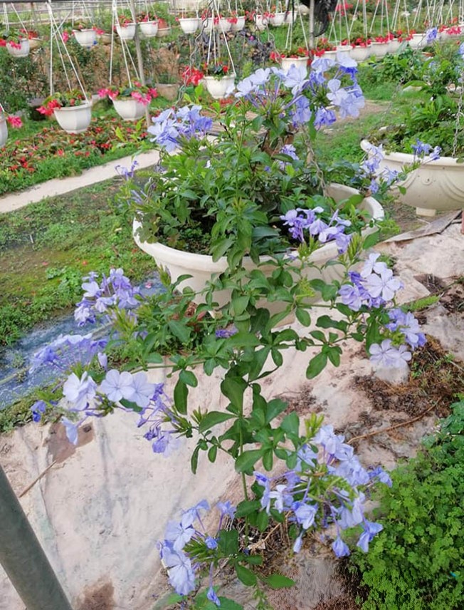 cây thanh xà hoa tím chậu treo rủ