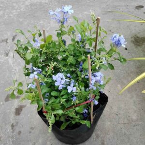 Cây Thanh Xà hoa tím trồng ban công sân thượng