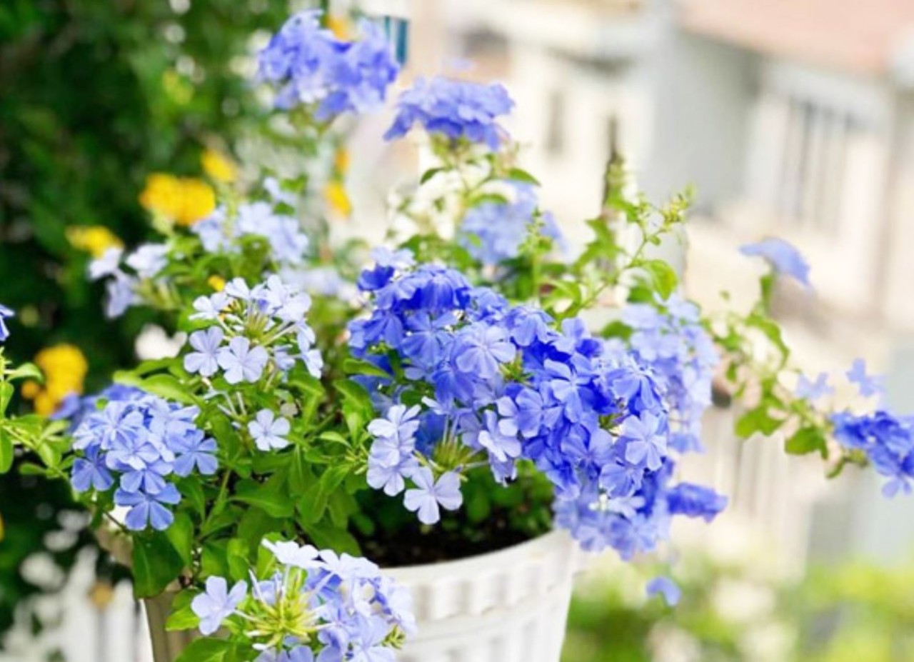 cây thanh xà hoa tím chậu treo