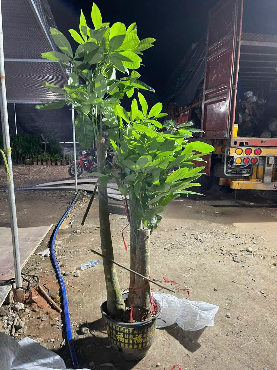 Cây Kim Ngân 3 thân lớn tại tphcm