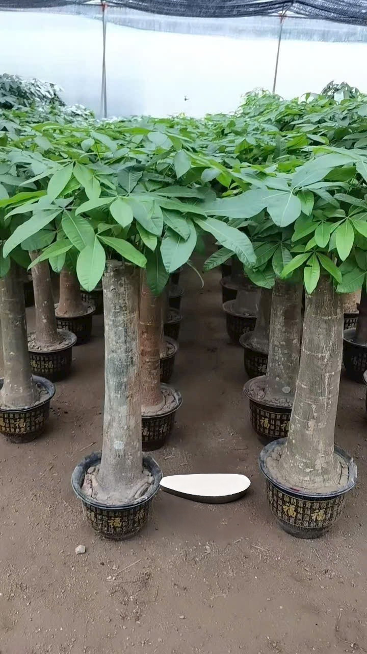 Cây Kim ngân nhất trụ lớn