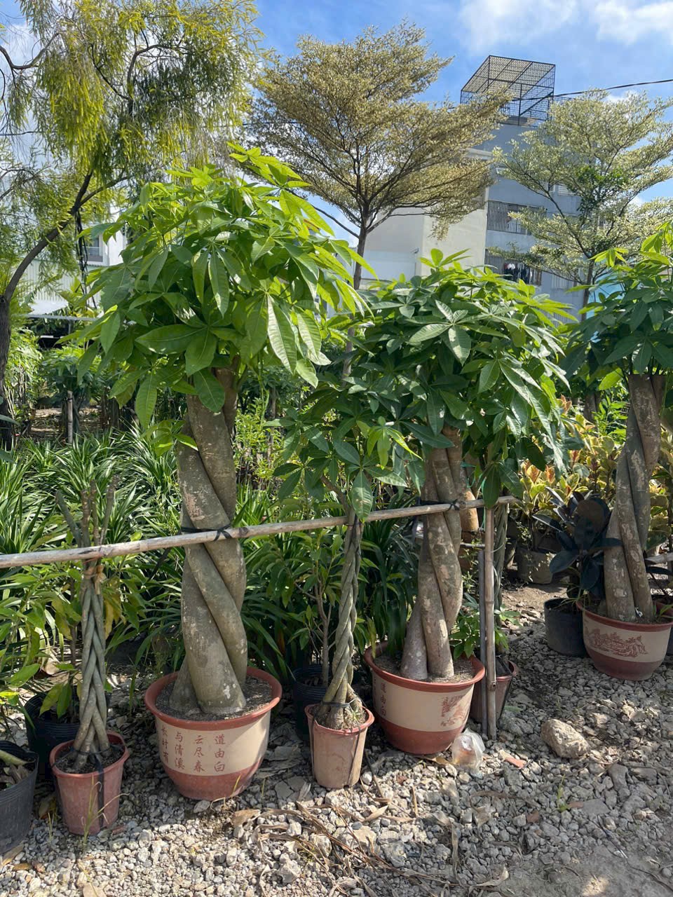 cây kim ngân 3 thân bính lớn