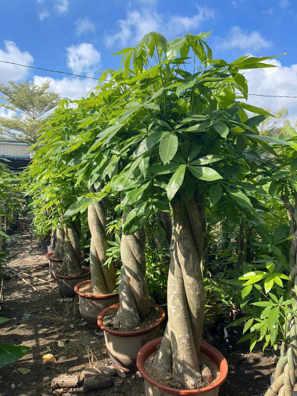 cây kim ngân bính lớn