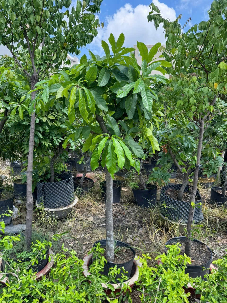 cây lộc vừng hoa đỏ thoát thân đẹp