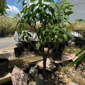 Cây lộc vừng hoa đỏ cao 1m5