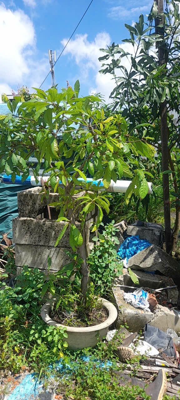 cây lộc vừng hoa đỏ cao 1m5