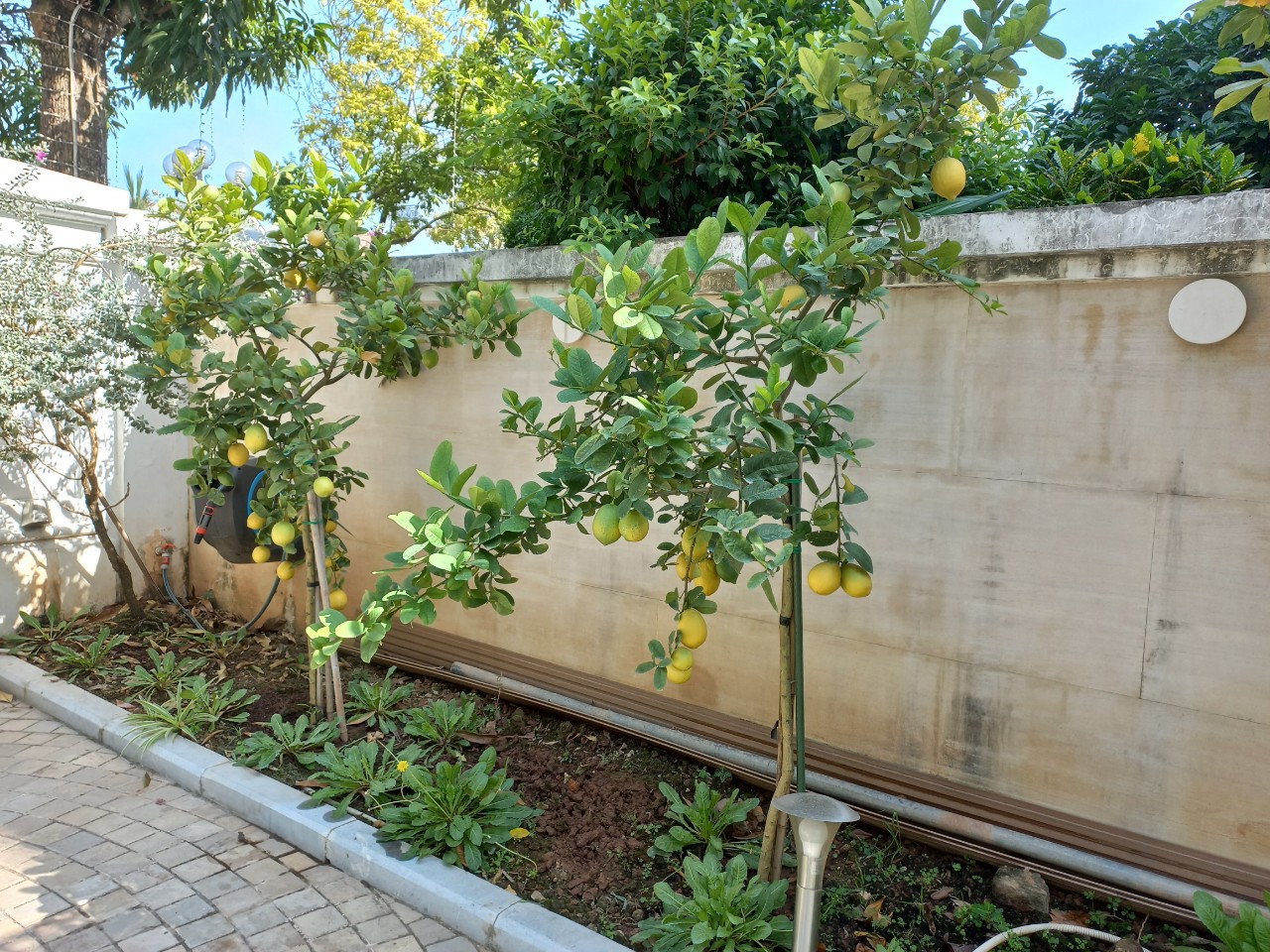 cây chanh mỹ 1 cốt trồng sân vườn