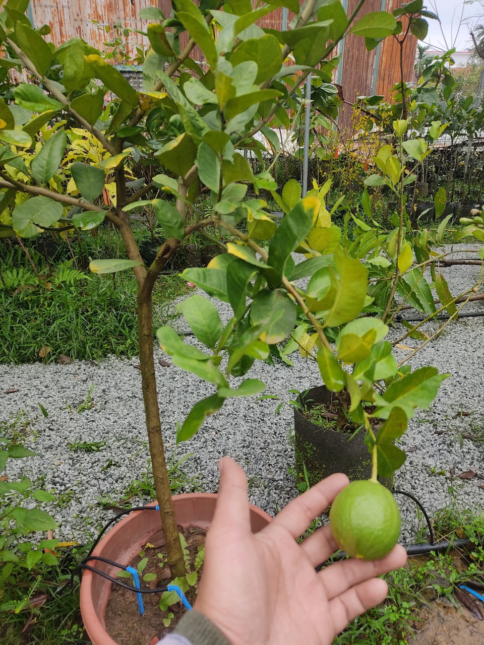 cây chanh mỹ 1 cốt giống tại vườn