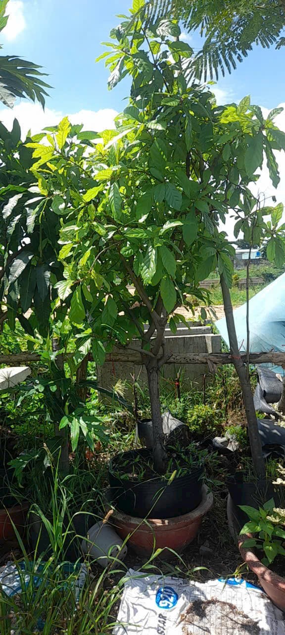 cây lộc vừng hoa đỏ trồng chậu