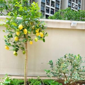 Cây chanh my 1 cốt đang trái