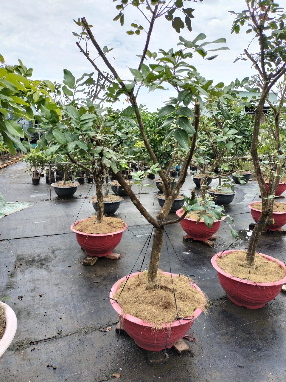 cây thanh nhãn trưởng thành