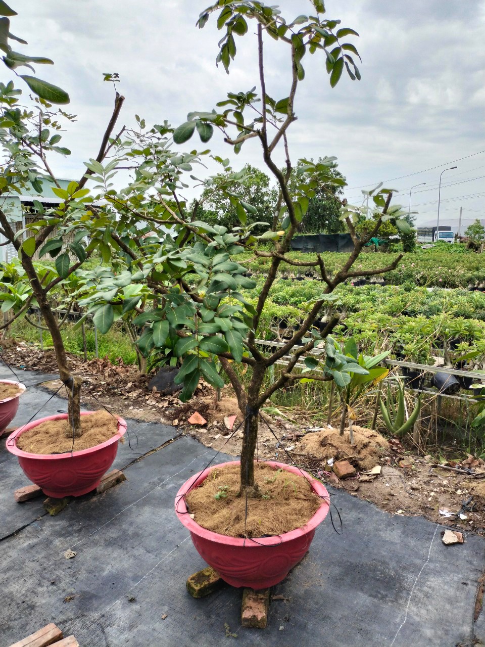 Cây thanh nhãn cao 2m 