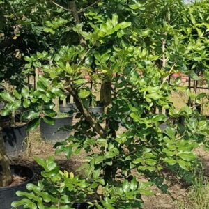 Cây Thanh nhãn trưởng thành cao gần 2m