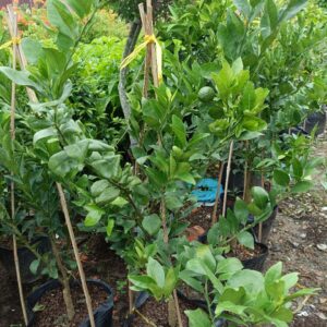 cây quýt đường đang có trái tại tphcm