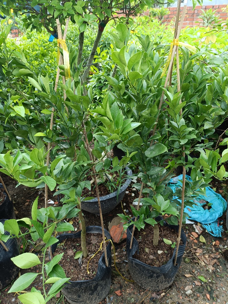 cây quýt đường thoát thân đang có trái