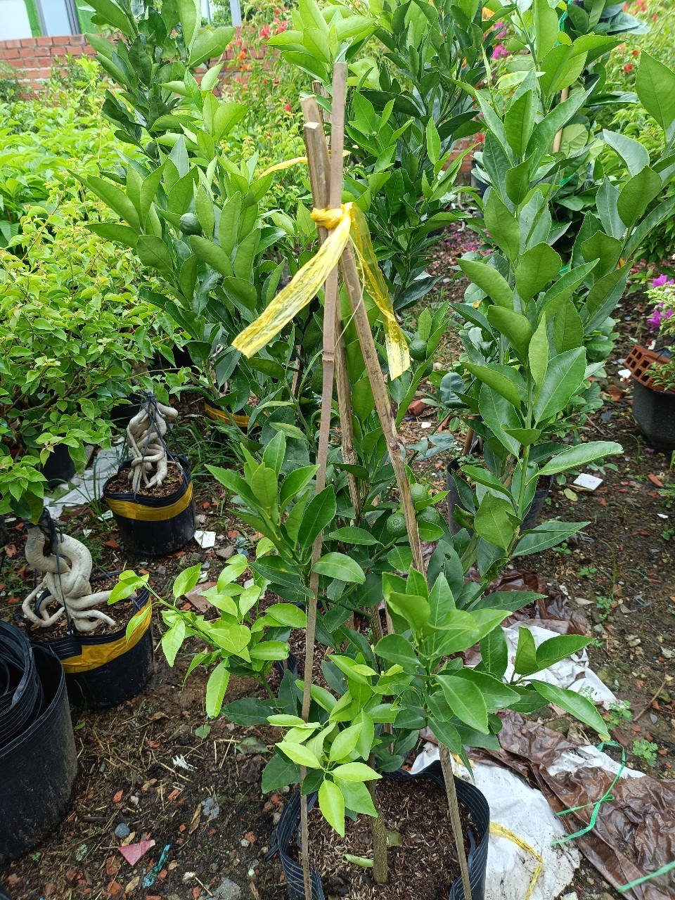 cây quýt đường đang có trái cao 1m4